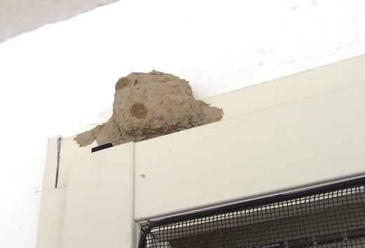 ドロバチの巣注意点窓サッシ
